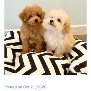 Meet your Posher, Melissa